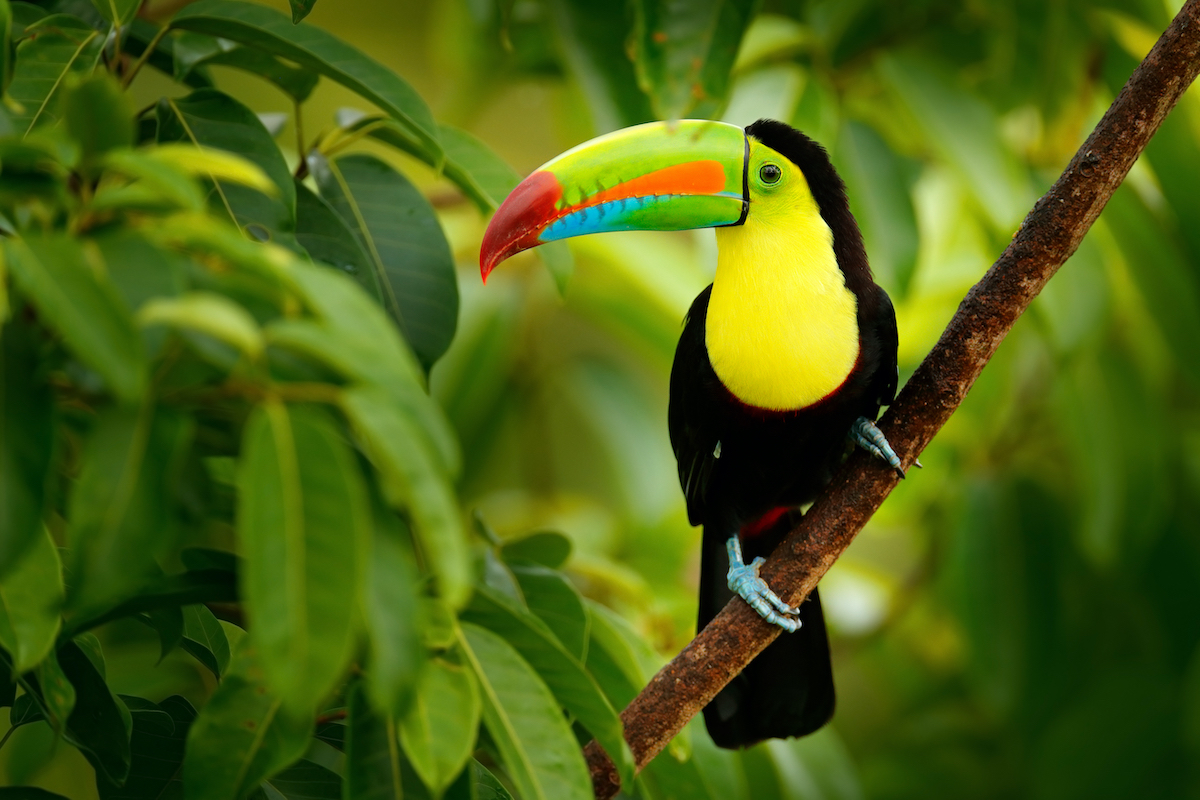 9 Experiencias de vida silvestre increíbles en Costa Rica - 15