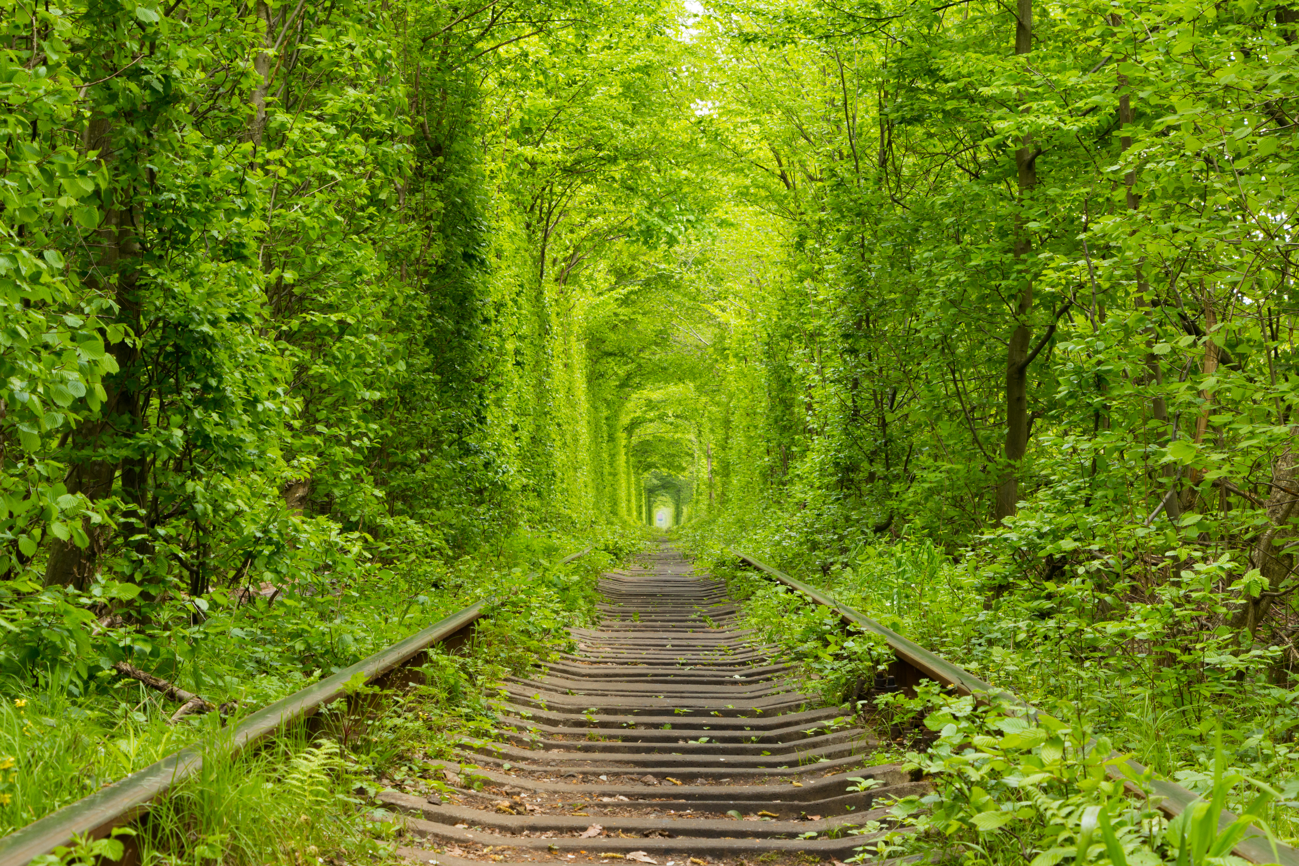 8 increíbles túneles de árboles que vale la pena planificar un viaje - 11