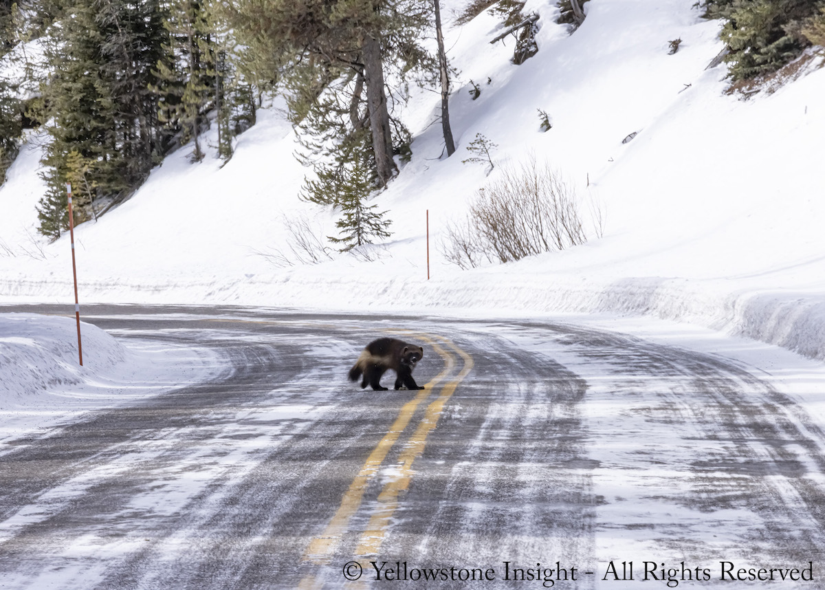 Wolverine raro manchado en Yellowstone NP, ver las increíbles fotos - 23