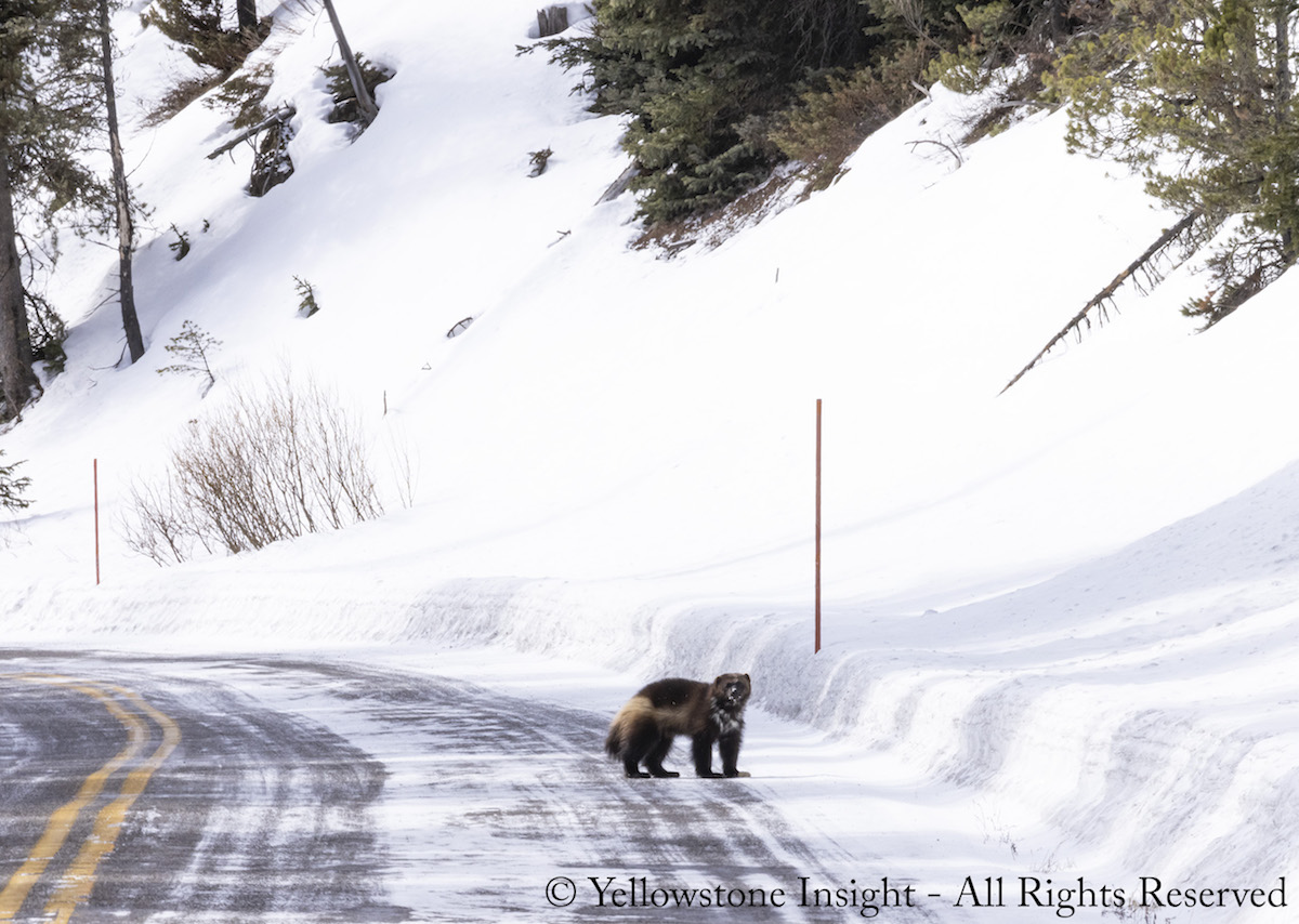 Wolverine raro manchado en Yellowstone NP, ver las increíbles fotos - 7