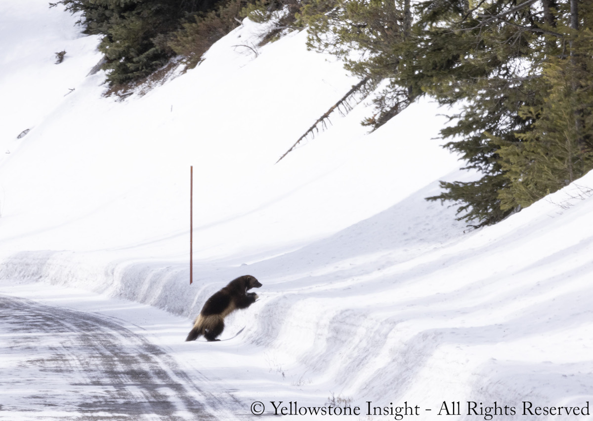 Wolverine raro manchado en Yellowstone NP, ver las increíbles fotos - 9