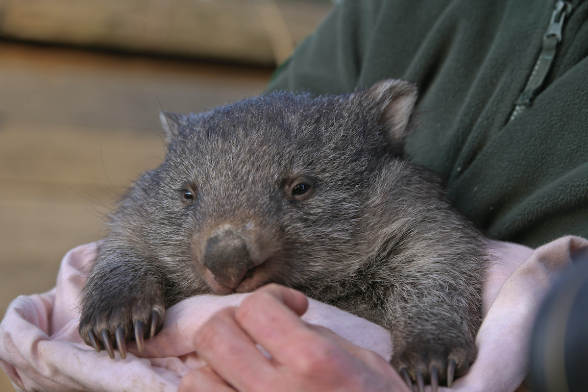 Las mejores experiencias con los animales más lindos de Australia - 27