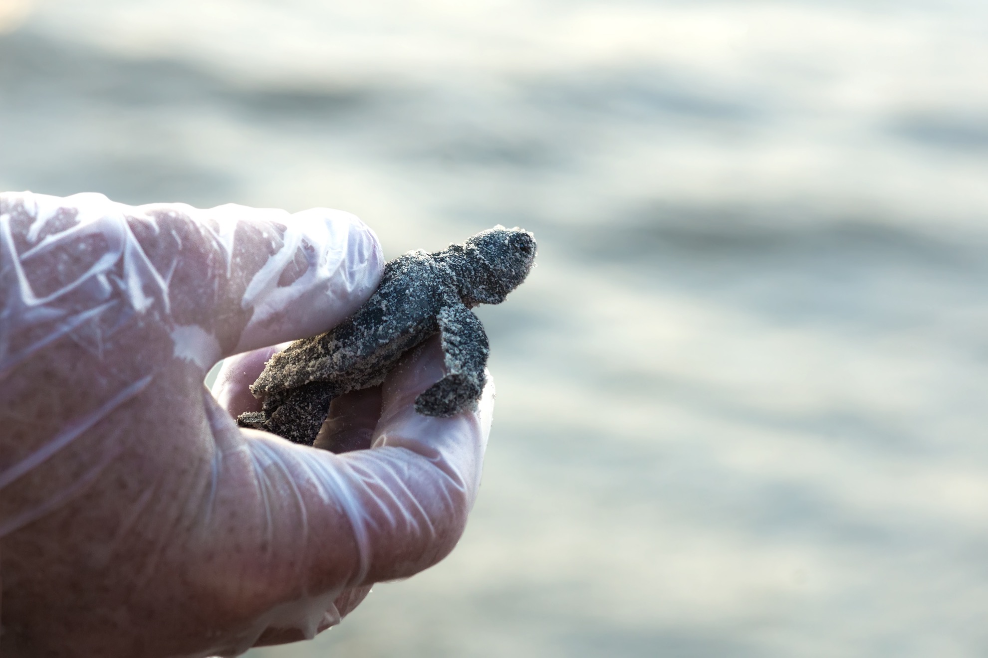 8 lugares para ver la eclosión de las tortugas marinas para bebés - 11