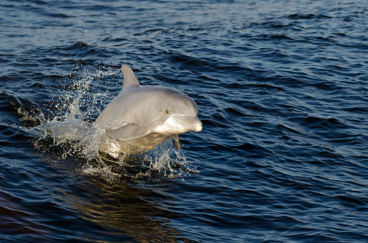 Cómo pasar un día perfecto para kayak con delfines y manatíes en la costa del Golfo de Alabama - 7