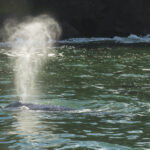 7 consejos para la ballena observando a lo largo de la costa de Oregon