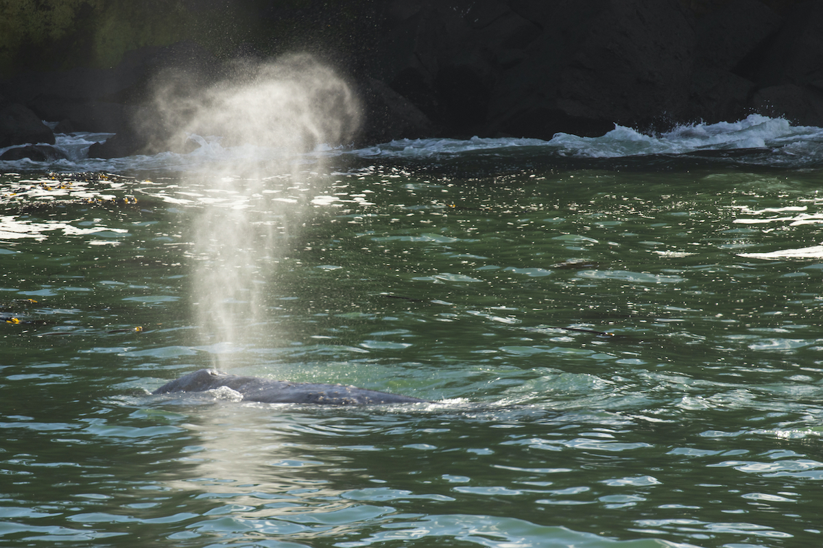 7 consejos para la ballena observando a lo largo de la costa de Oregon - 101