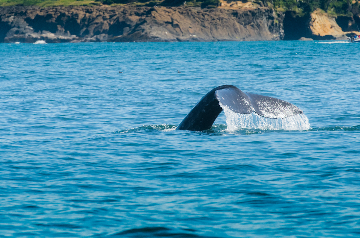 7 consejos para la ballena observando a lo largo de la costa de Oregon - 11