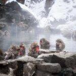 Cómo visitar los monos de nieve amantes del spa en Nagano, Japón