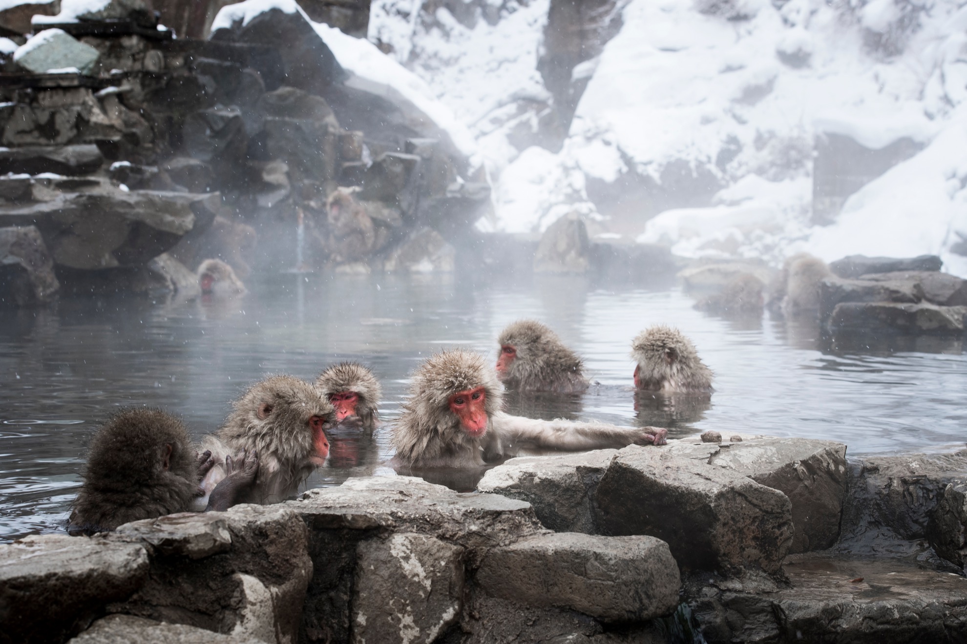Cómo visitar los monos de nieve amantes del spa en Nagano, Japón - 163