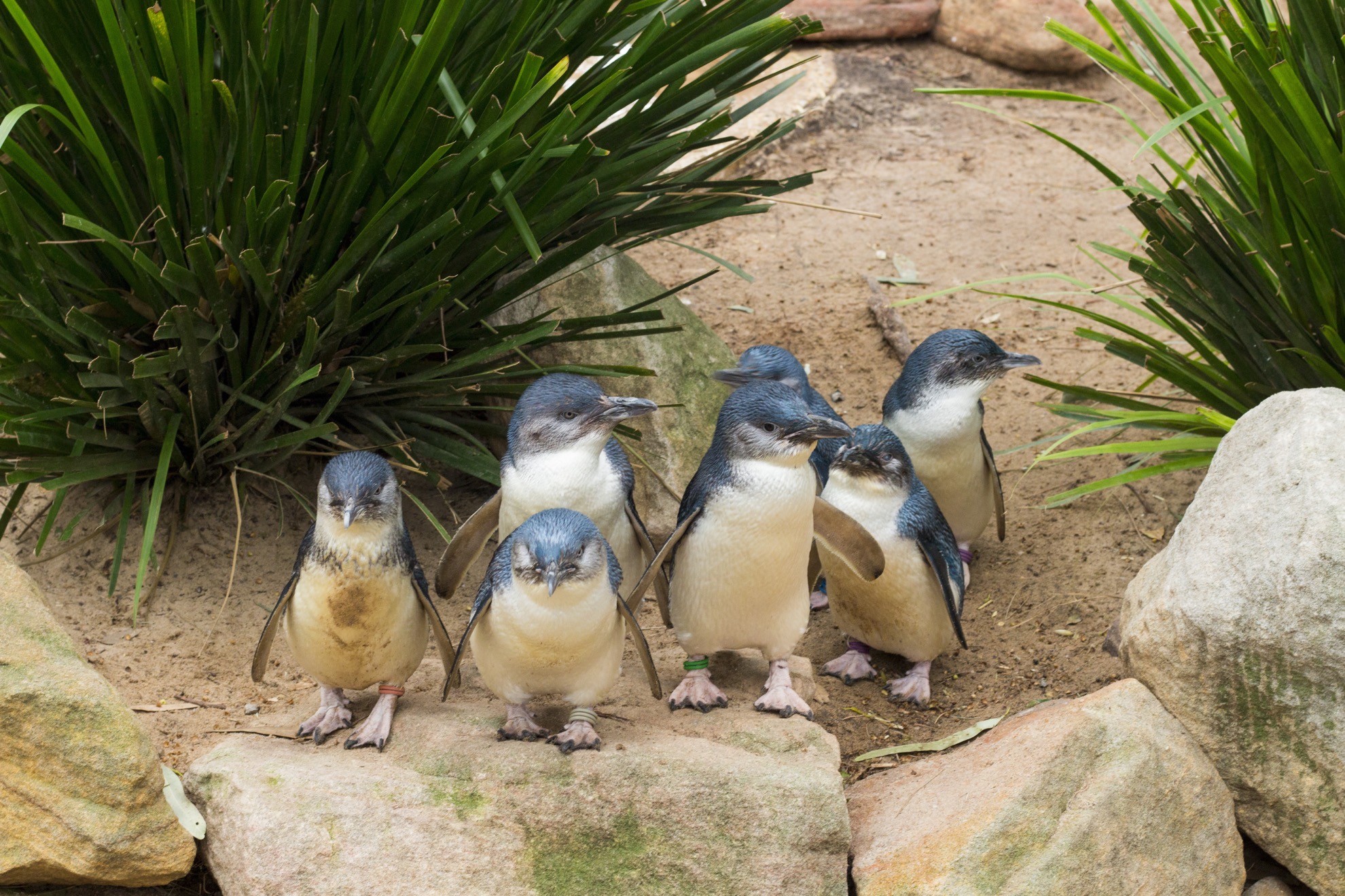 Vea no solo uno o dos, sino cientos de pingüinos de hadas de 12 pulgadas, de 12 pulgadas de altura y de aspecto peludo cuando visite la isla Phillip en Australia. - 9