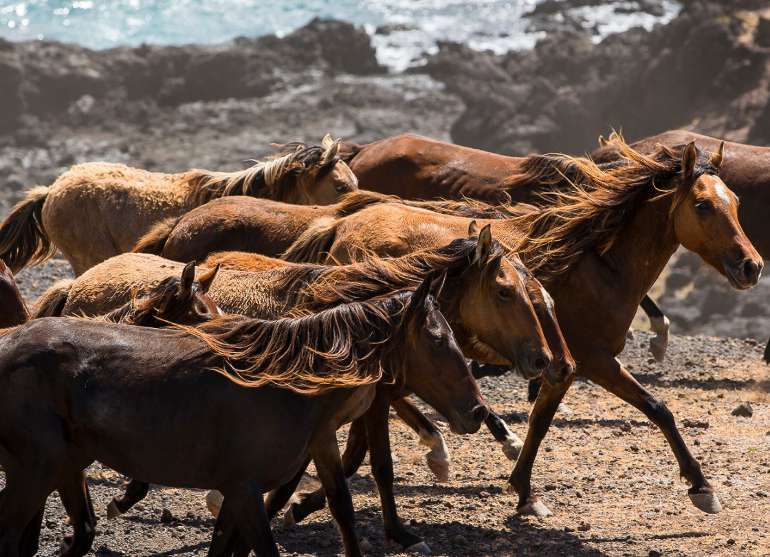 8 lugares para ver caballos salvajes en todo el mundo - 11