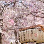 Temporada de Cherry Blossom en Japón: 10 cosas que saber