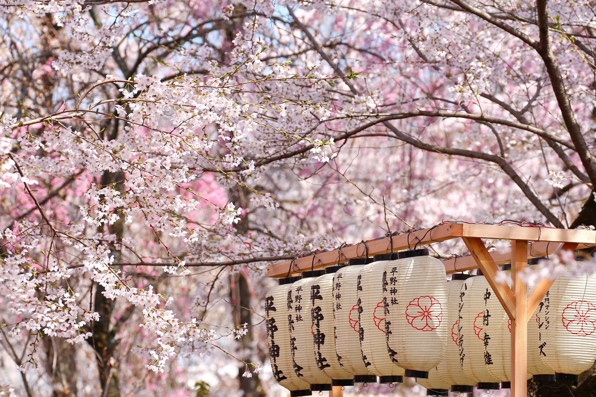 Temporada de Cherry Blossom en Japón: 10 cosas que saber - 283