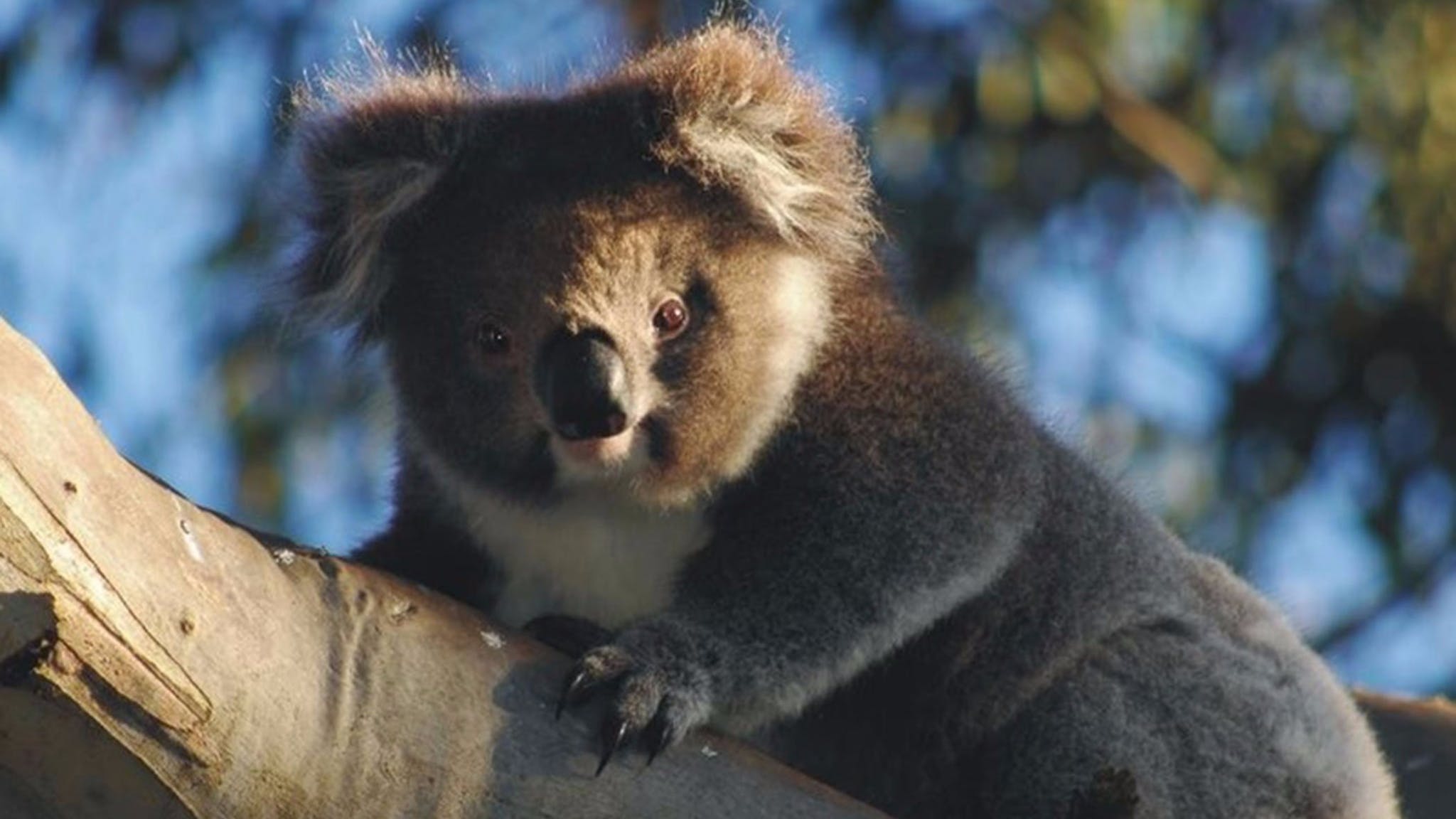 Donde ver koalas en la naturaleza - 9