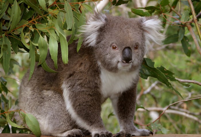 Donde ver koalas en la naturaleza - 11