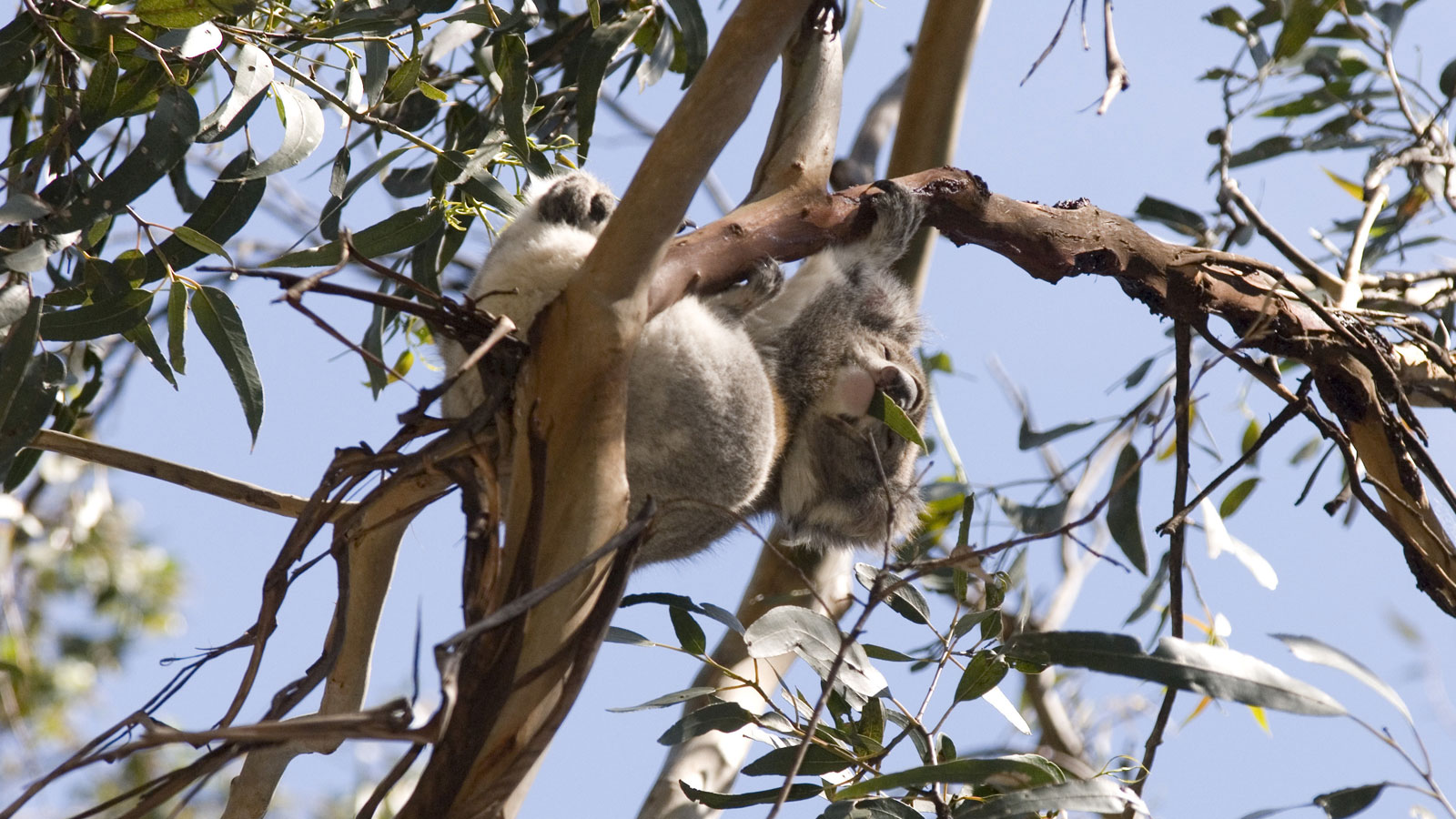 Donde ver koalas en la naturaleza - 7