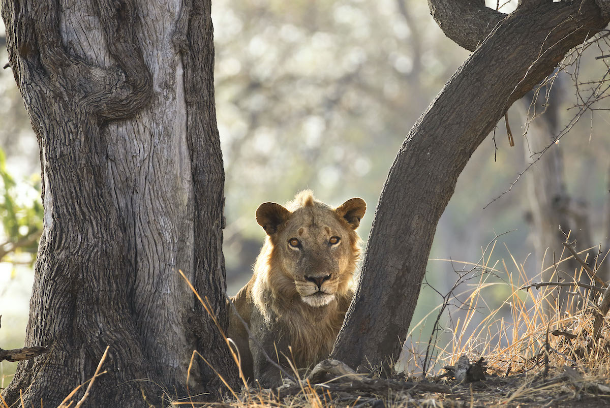 10 mejores parques de safari para visitar en África - 15