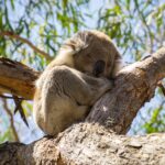 Donde ver koalas en la naturaleza