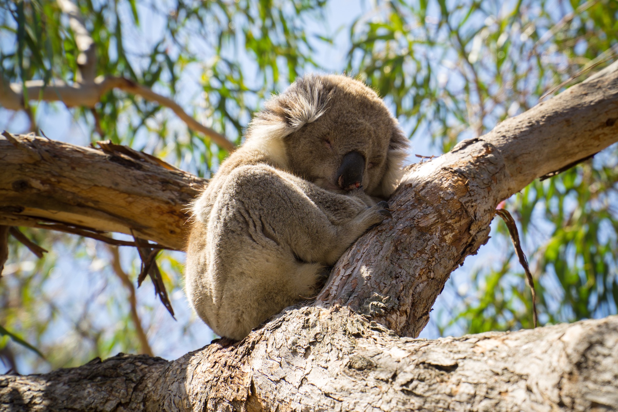 Donde ver koalas en la naturaleza - 107