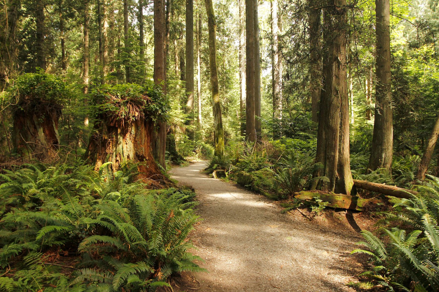 Los 5 mejores parques para experimentar en Vancouver, BC - 15