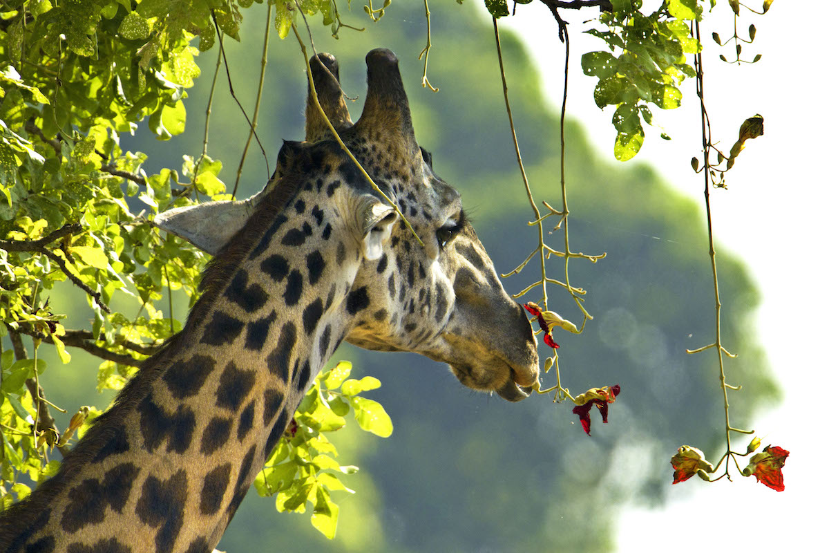 7 animales fantásticos para ver en Safari y los mejores lugares para encontrarlos - 13