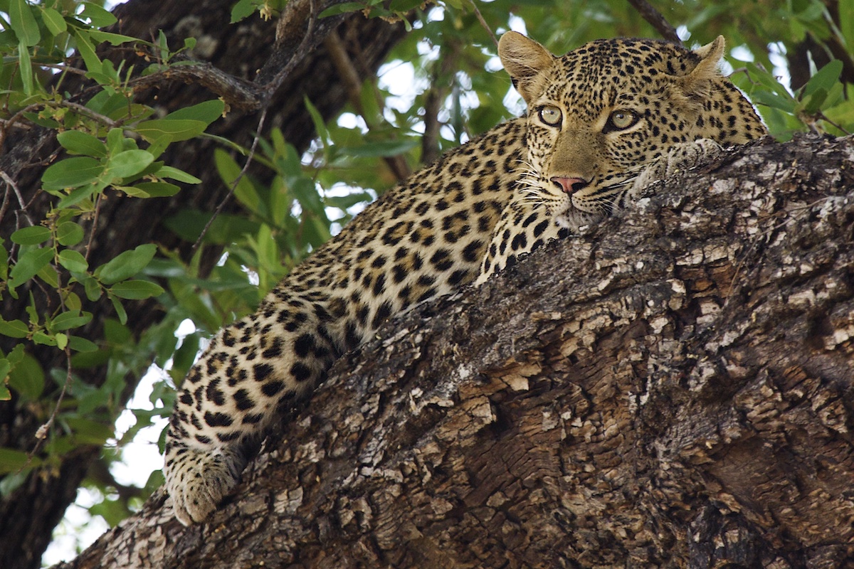 7 animales fantásticos para ver en Safari y los mejores lugares para encontrarlos - 7