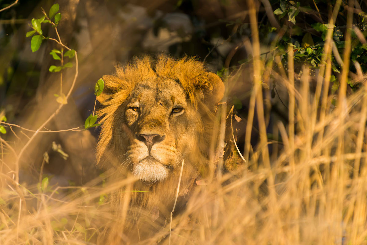 7 animales fantásticos para ver en Safari y los mejores lugares para encontrarlos - 313