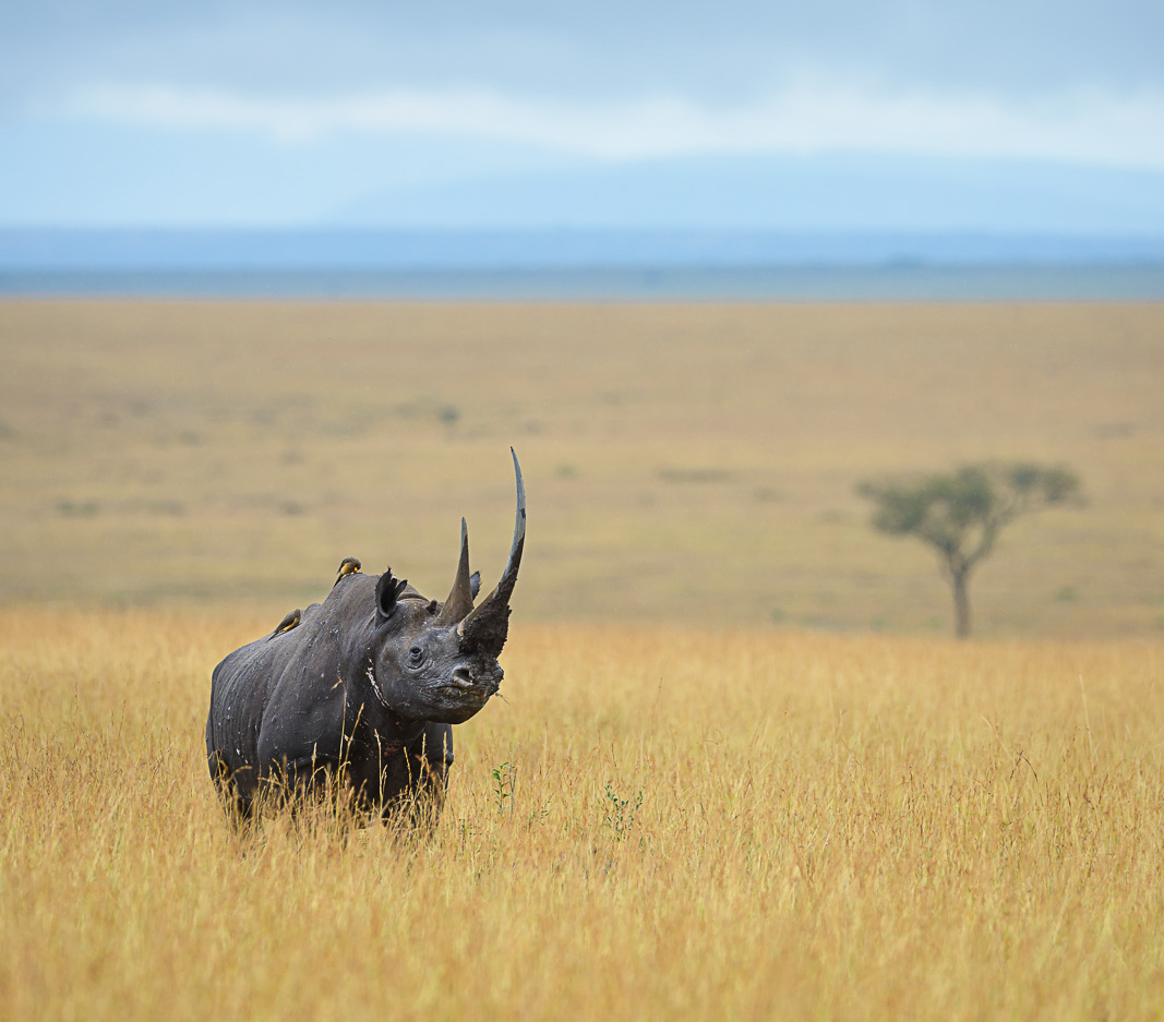 7 animales fantásticos para ver en Safari y los mejores lugares para encontrarlos - 15