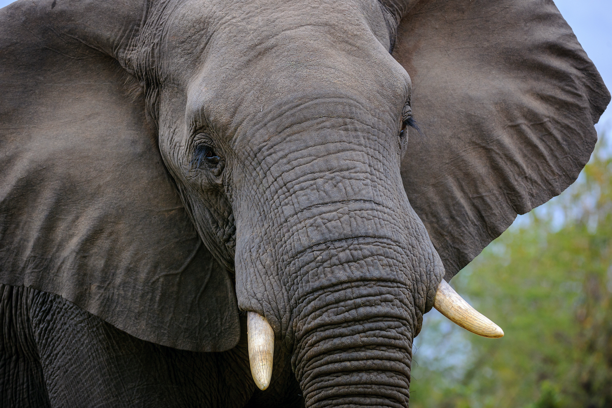 10 mejores parques de safari para visitar en África - 7