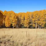 15 formas de pasar un hermoso fin de semana de otoño en Flagstaff