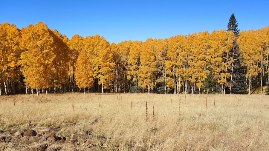 15 formas de pasar un hermoso fin de semana de otoño en Flagstaff - 481