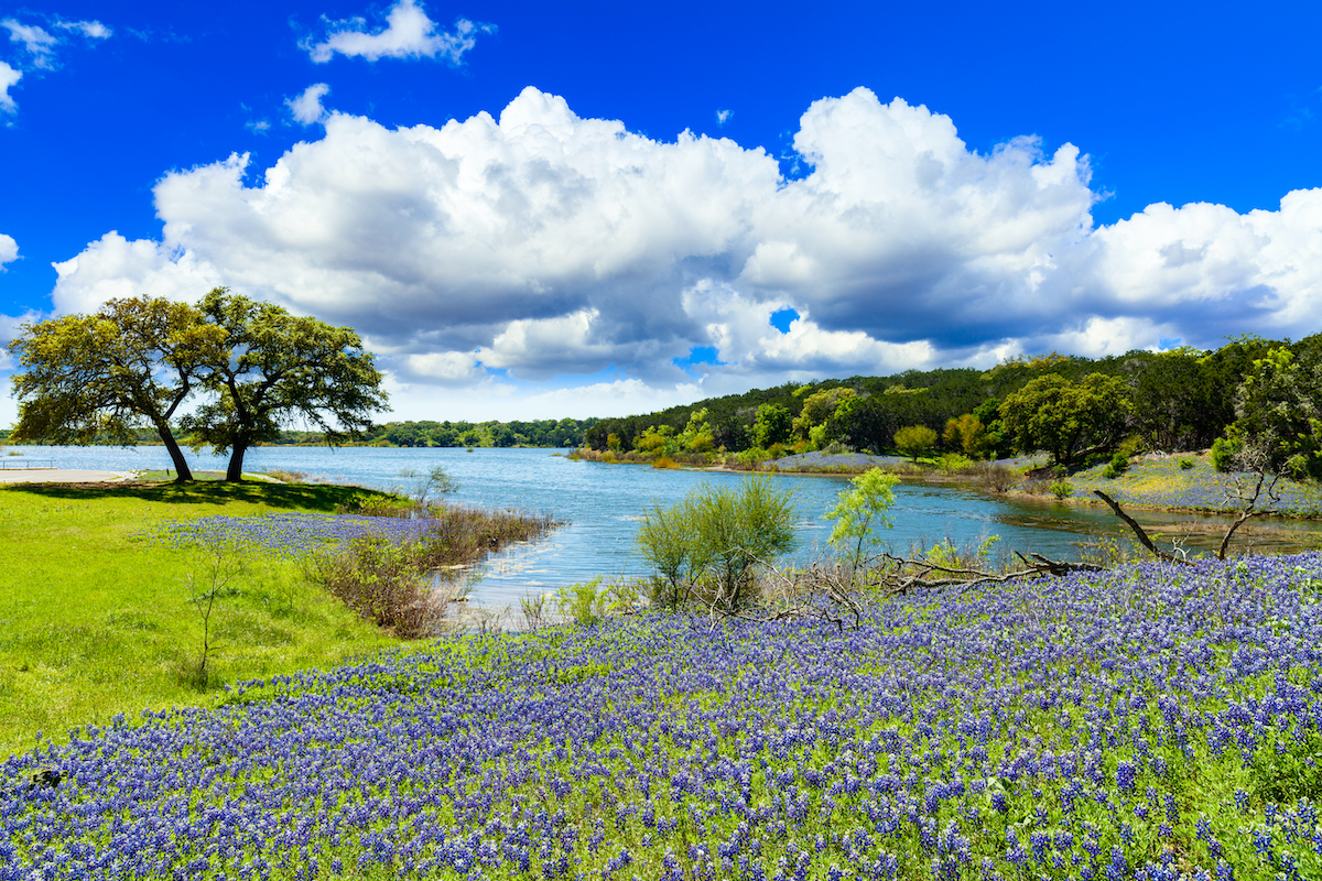 9 hermosas unidades de flores silvestres de primavera en Texas - 9