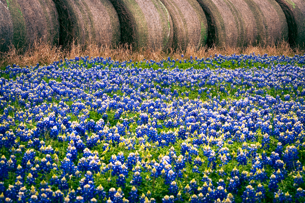 9 hermosas unidades de flores silvestres de primavera en Texas - 7