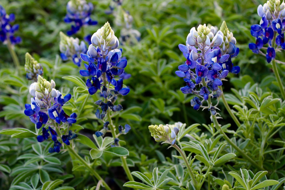 9 hermosas unidades de flores silvestres de primavera en Texas - 11