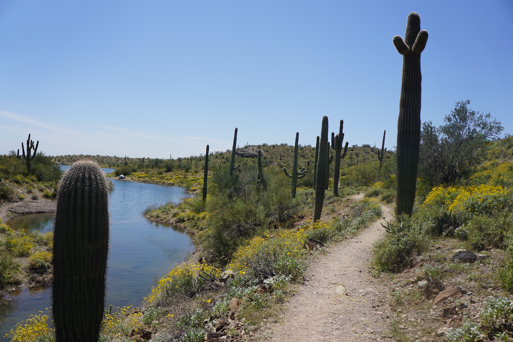5 caminatas perfectas de flores silvestres en Arizona - 15