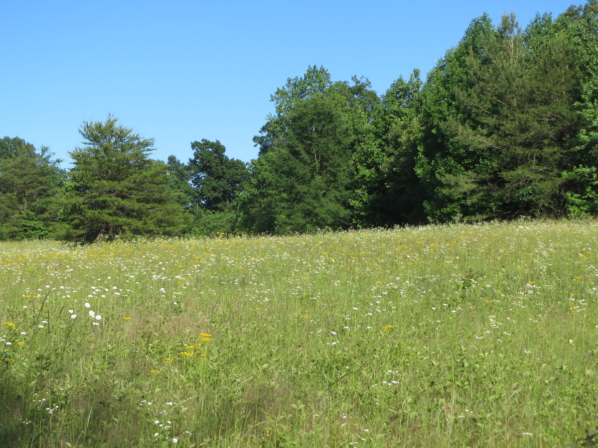 7 mejores caminatas de flores silvestres en Alabama - 3