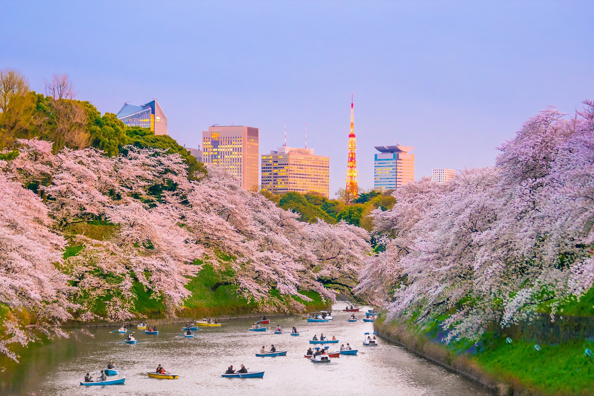 Temporada de Cherry Blossom en Japón: 10 cosas que saber - 23