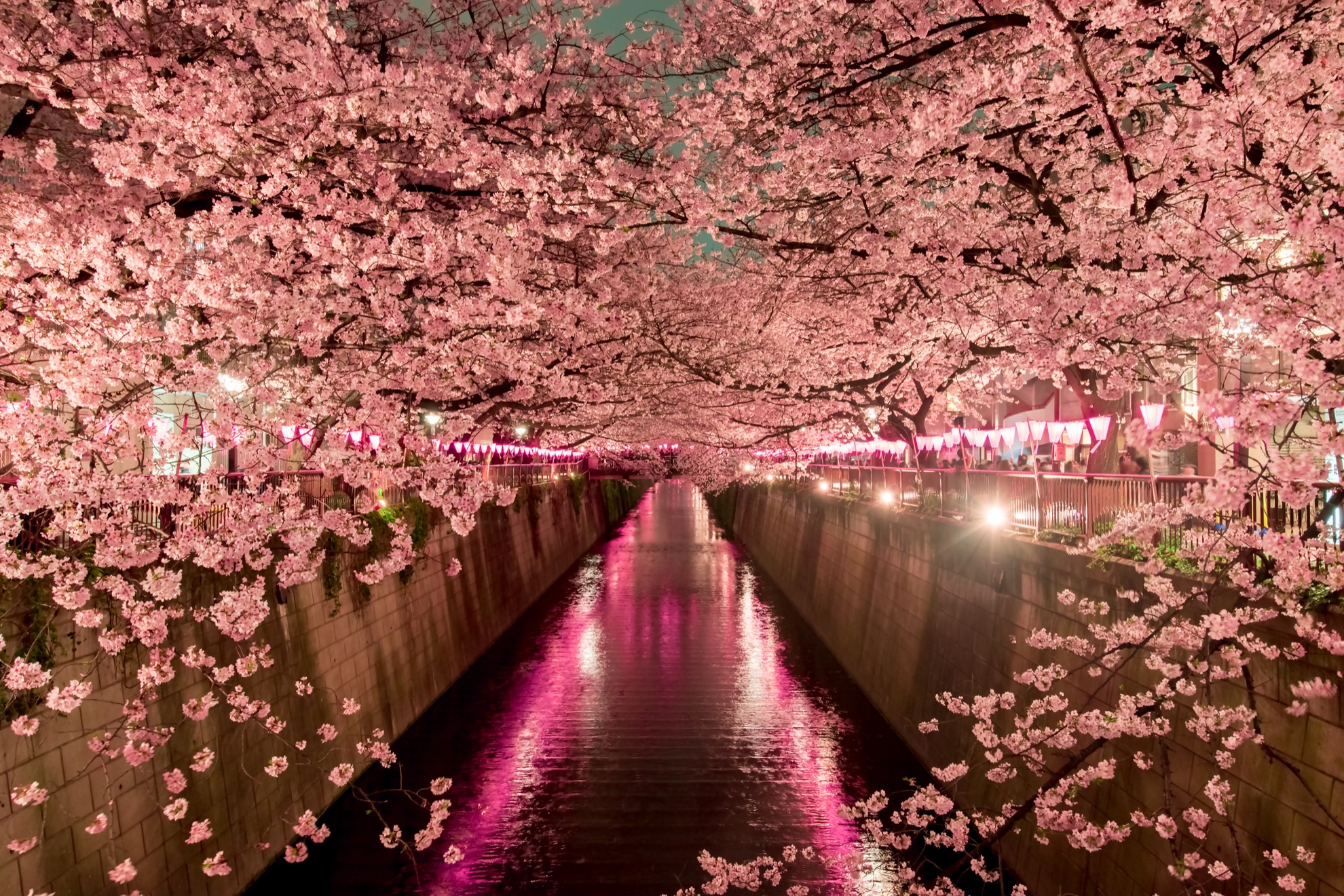 Temporada de Cherry Blossom en Japón: 10 cosas que saber - 9