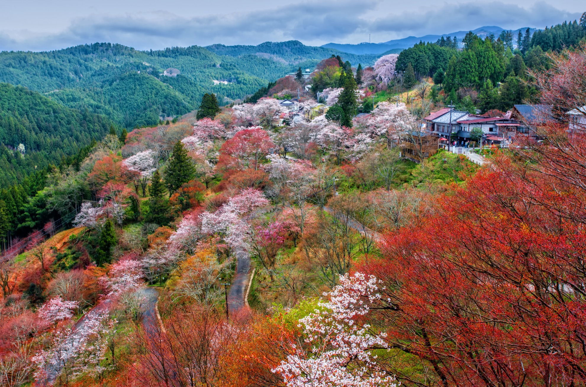 Temporada de Cherry Blossom en Japón: 10 cosas que saber - 11
