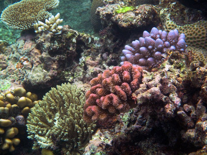 Cómo experimentar la gran barrera de arrecife en Australia - 25