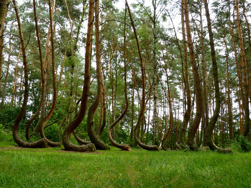 Bosque Gryfino: Qué saber sobre el bosque torcido en Polonia - 7
