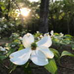 9 hermosas unidades de flores silvestres de primavera en Texas