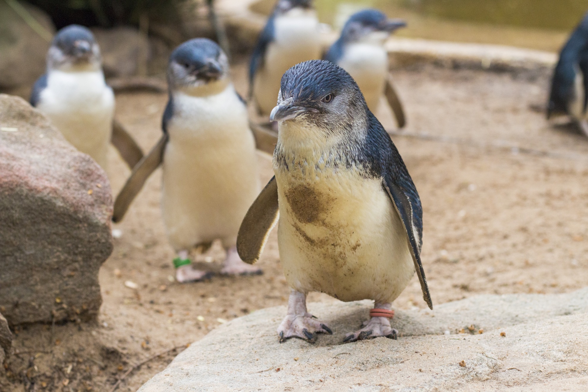 Vea no solo uno o dos, sino cientos de pingüinos de hadas de 12 pulgadas, de 12 pulgadas de altura y de aspecto peludo cuando visite la isla Phillip en Australia. - 11