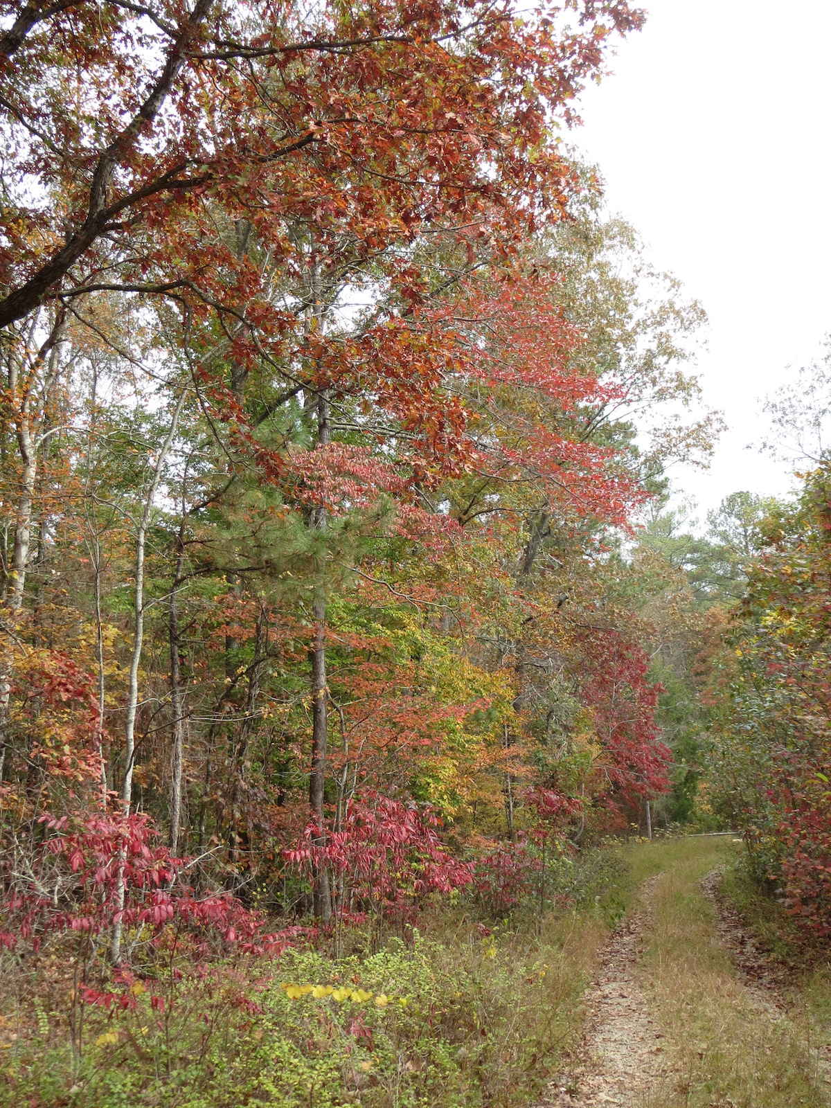 8 mejores lugares para ver el follaje de otoño en Alabama - 17