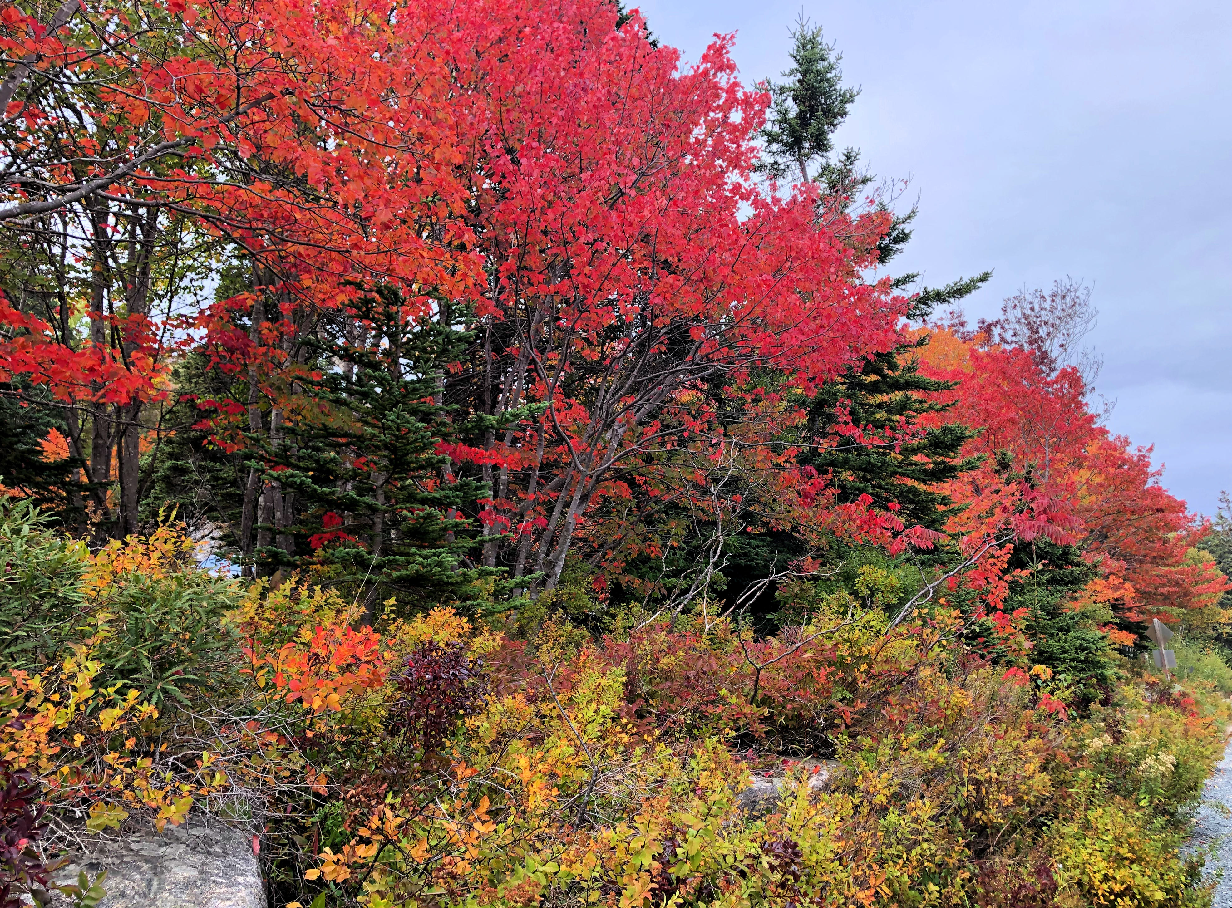 El viaje por carretera de follaje de otoño más pintoresco de Maine - 13