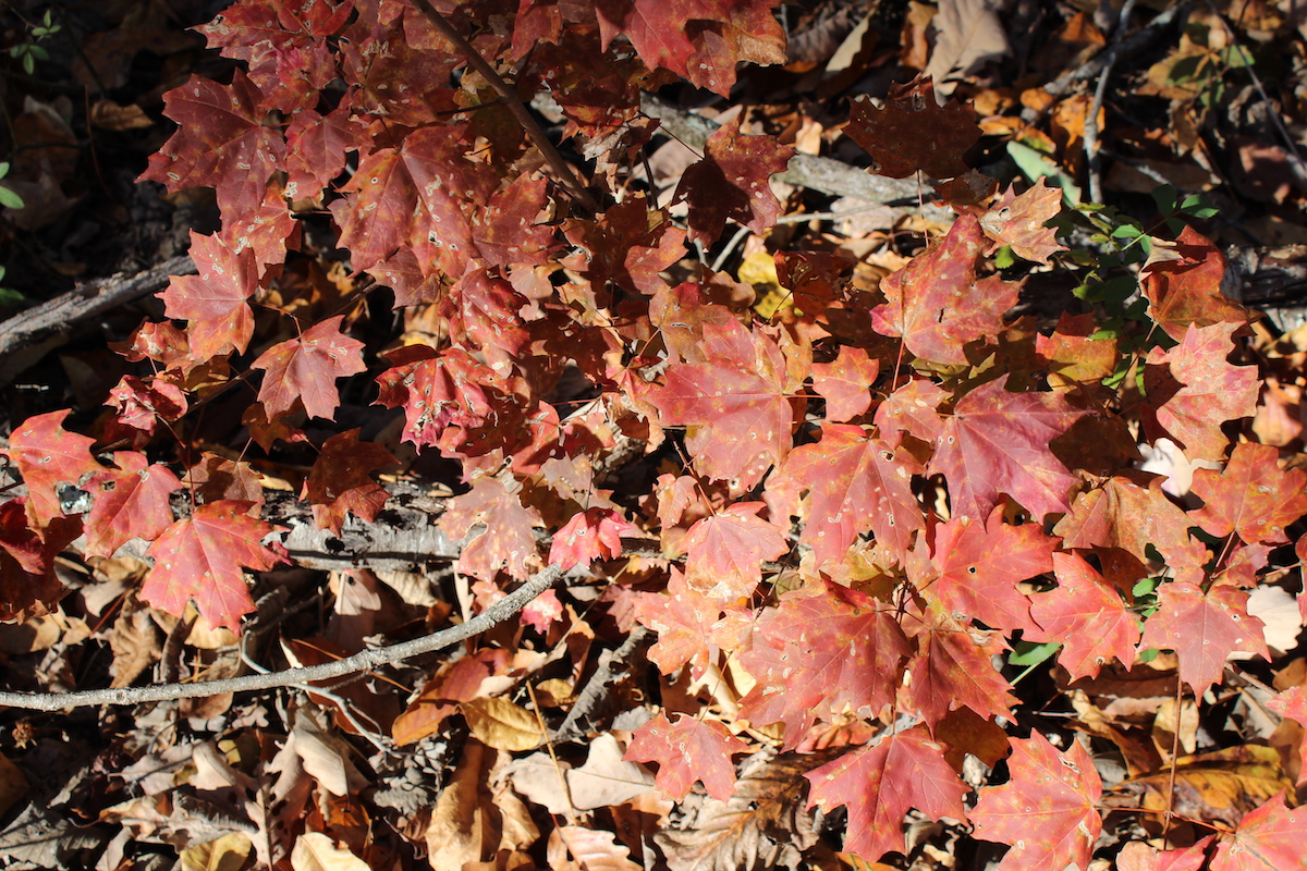 8 mejores lugares para ver el follaje de otoño en Alabama - 19