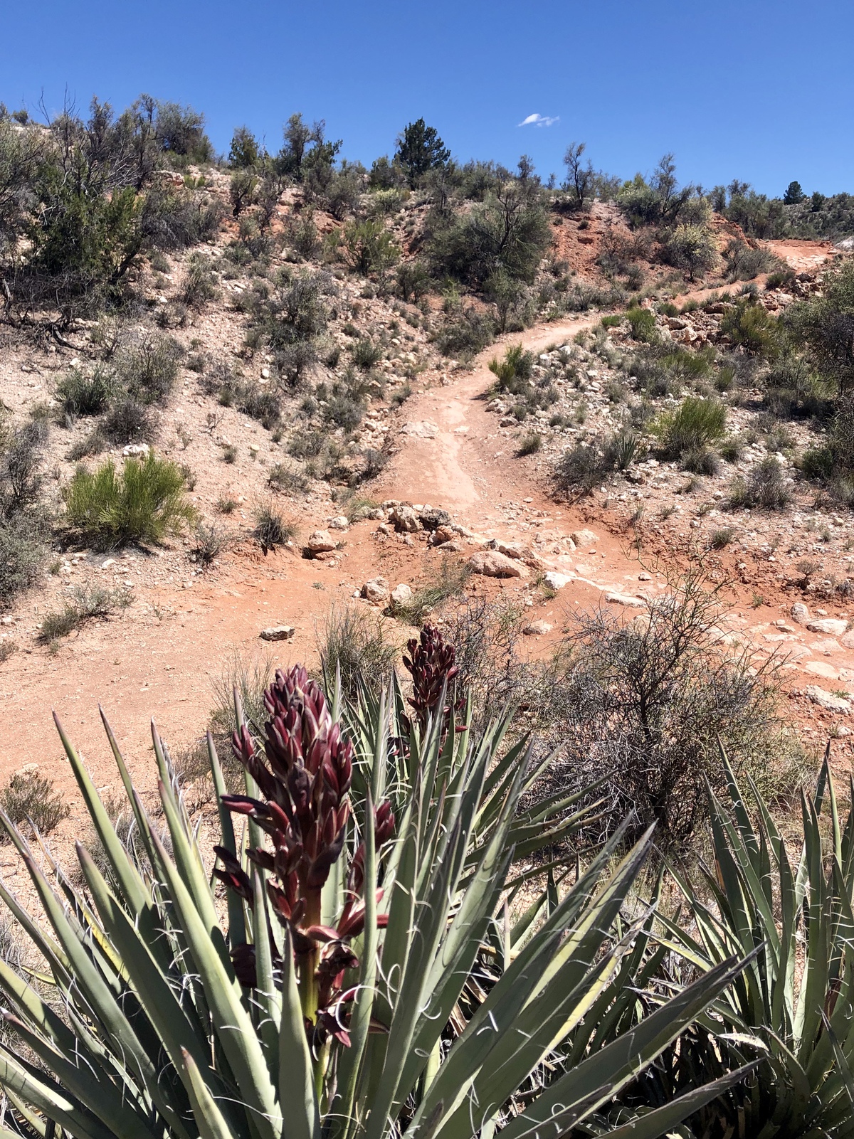 5 caminatas perfectas de flores silvestres en Arizona - 11