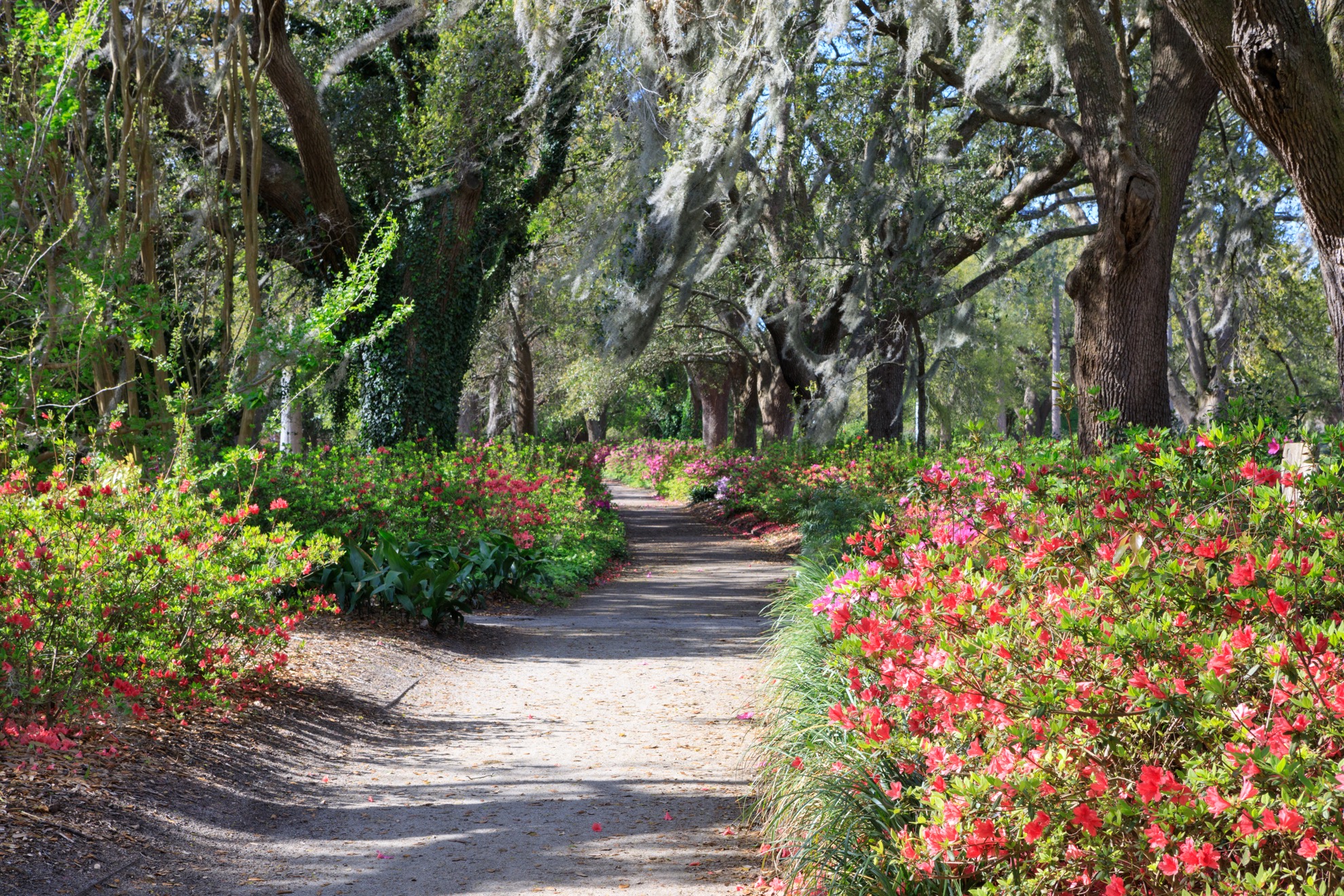 12 cosas totalmente gratuitas que hacer en Charleston, Carolina del Sur - 13