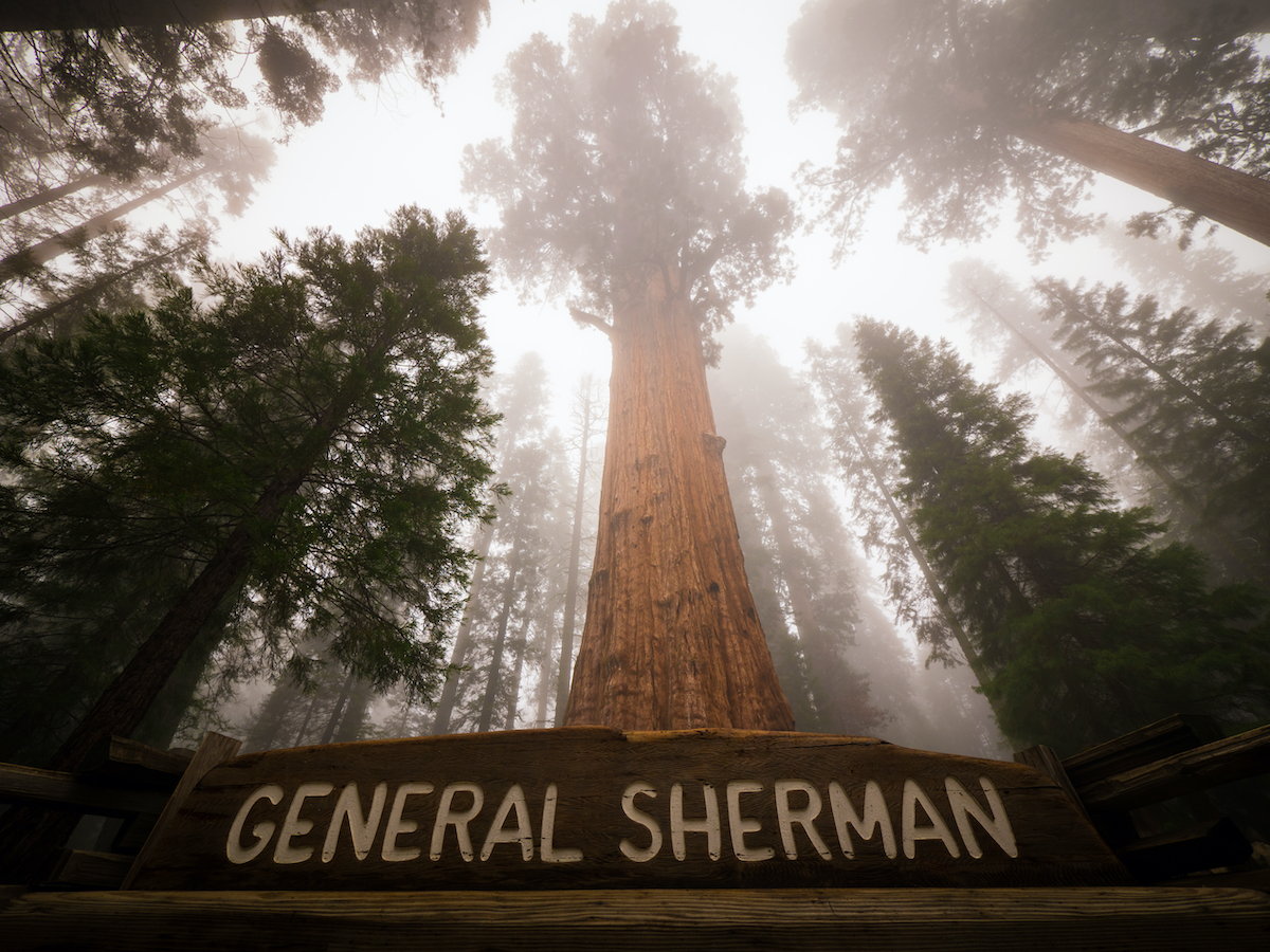 Cómo visitar el general Sherman, del general de 2.200 años, el árbol más grande del mundo - 9