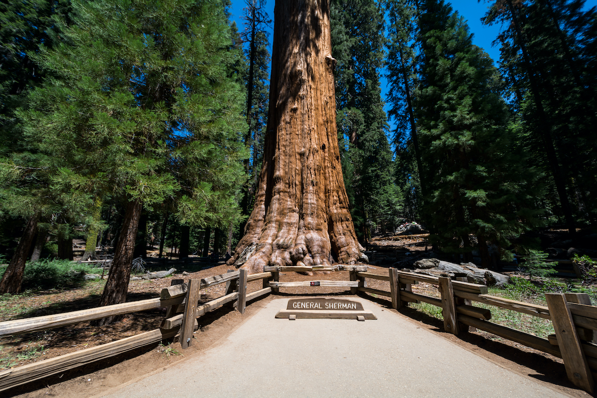 Cómo visitar el general Sherman, del general de 2.200 años, el árbol más grande del mundo - 7